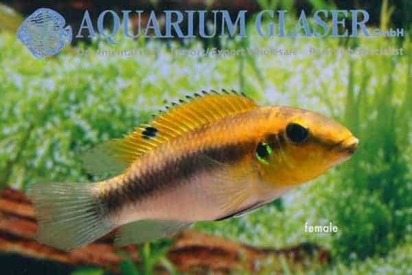 Wallaceochromis rubrolabiatus - Dinkinya - Female
