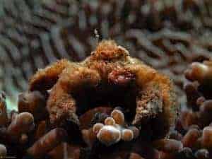 Polydectus cupulifer - Teddy-bear Crab