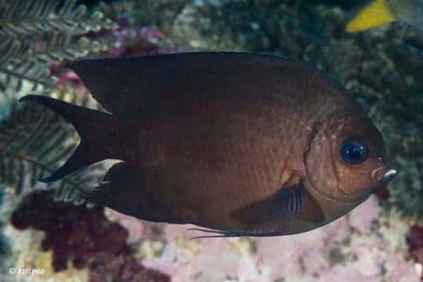 Acanthochromis polyacanthus - Spiny Chromis
