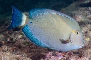 Acanthurus blochii – Ringtail Surgeonfish