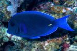Acanthurus coeruleus – Blue Tang Surgeonfish