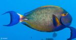 Acanthurus dussumieri – Eyestripe Surgeonfish