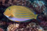 Acanthurus lineatus – Lined Surgeonfish