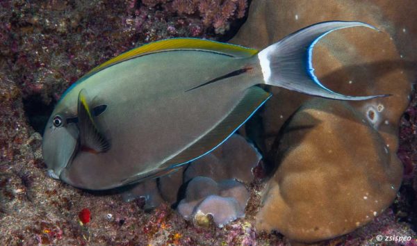 Acanthurus nigricauda – Epaulette Surgeonfish