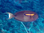 Acanthurus olivaceus - Orangeband Surgeonfish