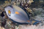 Acanthurus sohal – Sohal Surgeonfish