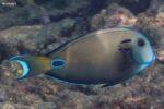 Acanthurus tennentii – Doubleband Surgeonfish