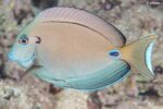 Acanthurus tennentii - Doubleband Surgeonfish - Subadult