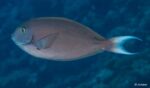 Acanthurus thompsoni - Thompson's Surgeonfish