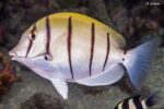 Acanthurus triostegus – Convict Surgeonfish