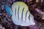 Acanthurus triostegus – Convict Surgeonfish - Subadult