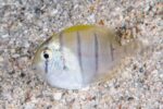 Acanthurus triostegus – Convict Surgeonfish - juvenile