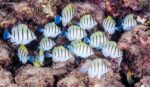 Acanthurus triostegus – Convict Surgeonfish - School of juveniles