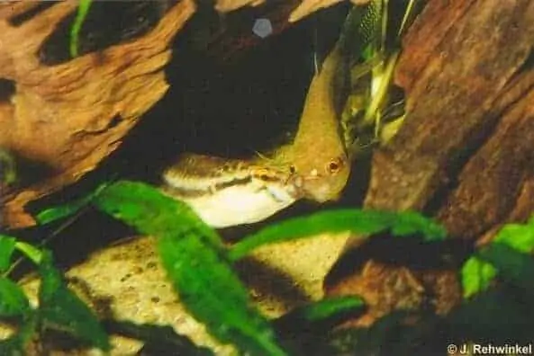 Betta balunga spitting eggs for breeding