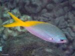 Caesio teres - Yellow and Blueback Fusilier