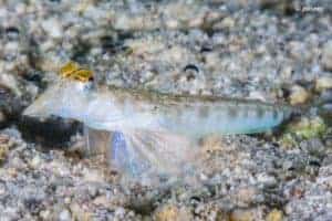 Callionymus simplicicornis - Simple-spined Dragonet