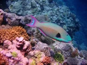 Cetoscarus ocellatus - Osprey Reef - Coral Sea