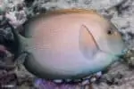 Ctenochaetus striatus - Striated Surgeonfish