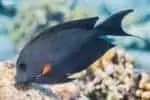 Ctenochaetus striatus - Striated Surgeonfish feeding on the reef