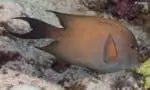 Ctenochaetus striatus - Striated Surgeonfish in brown color