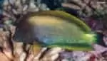 Ctenochaetus striatus - Striated Surgeonfish in excited color
