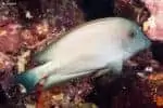 Ctenochaetus striatus - Striated Surgeonfish in white color