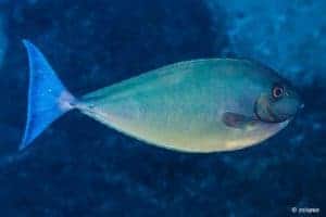 Naso hexacanthus - Sleek Unicornfish