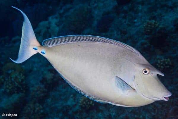 Naso unicornis – Bluespine Unicornfish