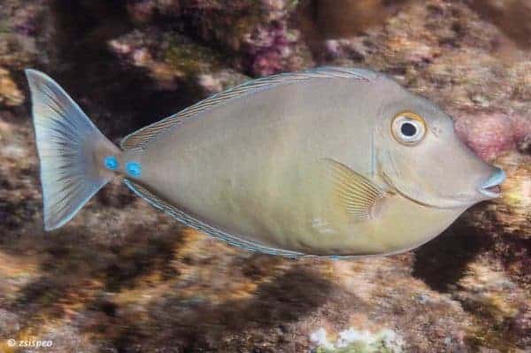 Naso unicornis – Bluespine Unicornfish - Subadult