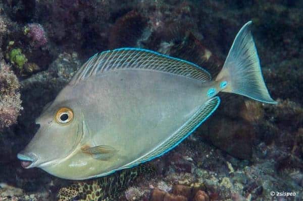 Naso unicornis – Bluespine Unicornfish - Subadult