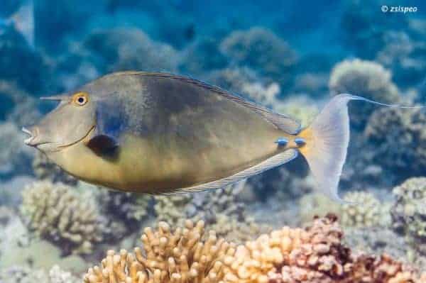 Naso unicornis – Bluespine Unicornfish