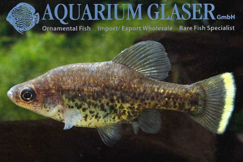 Chapalichthys pardalis male