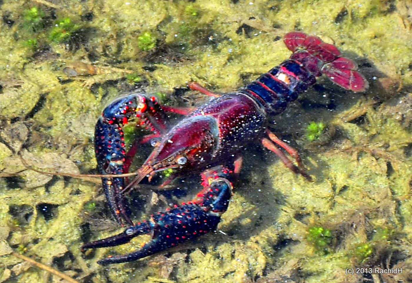 Procambarus clarkii - Red Swamp Crawfish