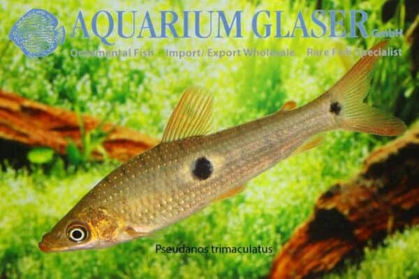 Pseudanos trimaculatus – Threespot Headstander
