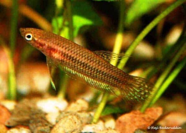 Betta livida - Sepang - Neutral color pattern - Female