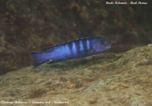 Chindongo bellicosus - Kambiri Reef