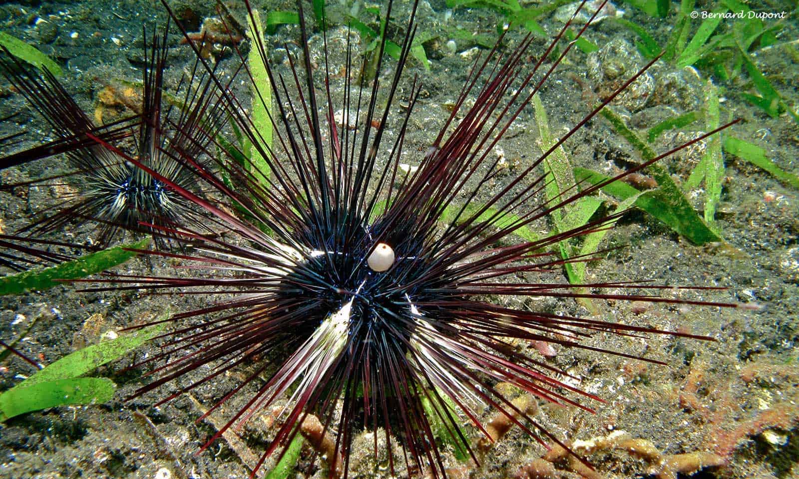 Diadema setosum - porcupine Sea Urchin