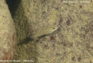 Labidochromis flavigulis - Nkhata Bay