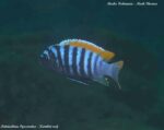 Metriaclima pyrsonotos - Kambiri Reef