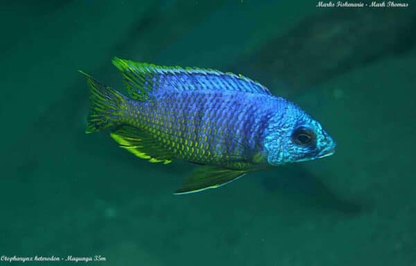 Otopharynx heterodon - Magunga