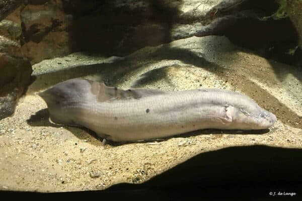 Protopterus aethiopicus - Marbled Lungfish