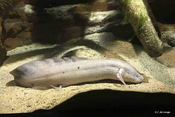 Protopterus aethiopicus - Marbled Lungfish