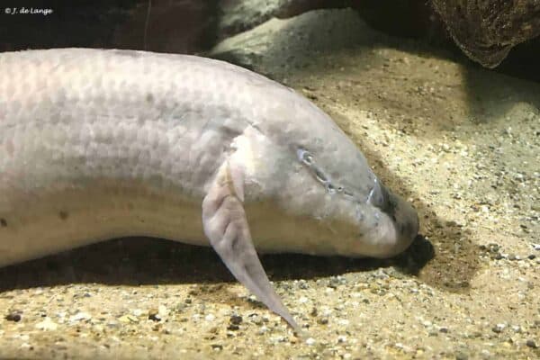 Protopterus aethiopicus - Marbled Lungfish