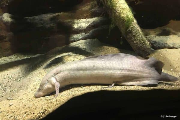 Protopterus aethiopicus - Marbled Lungfish