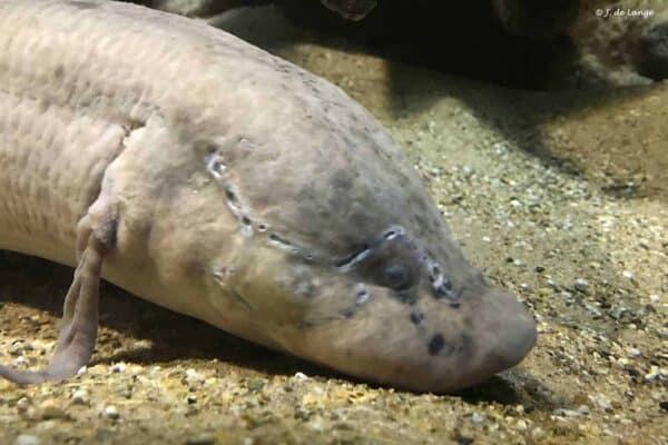 Protopterus aethiopicus - Marbled Lungfish - Close up