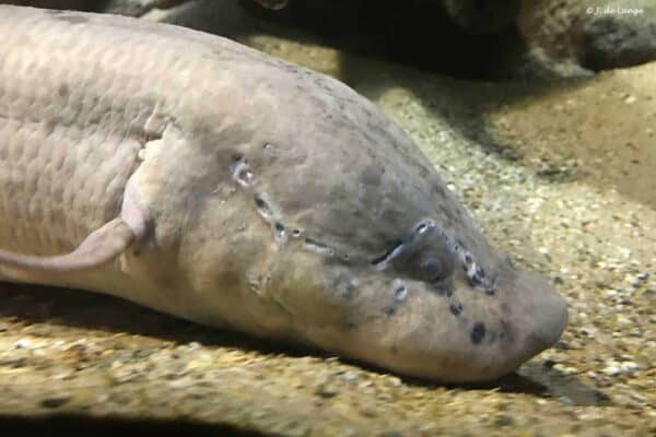 Protopterus aethiopicus - Marbled Lungfish - Close up