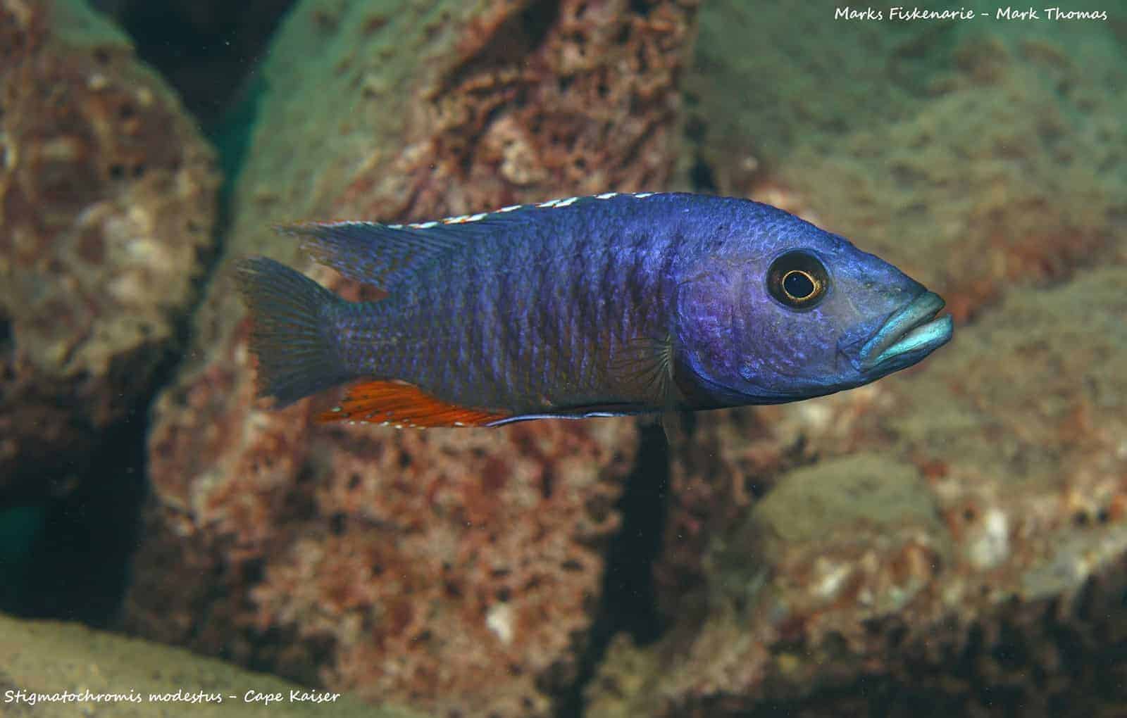 Stigmatochromis modestus - Cape Kaiser