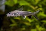 Ariopsis seemanni – Tete Sea Catfish