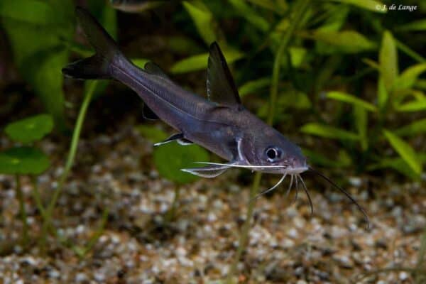 Ariopsis seemanni – Tete Sea Catfish