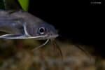 Ariopsis seemanni – Tete Sea Catfish - Close up